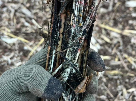 Yetter Devastator Proof