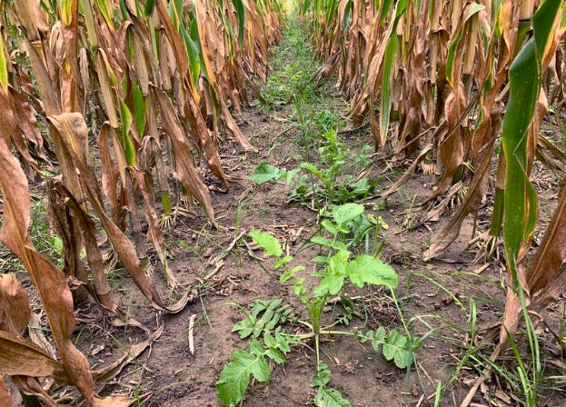 S2S Cover Crop Interseeding Unit